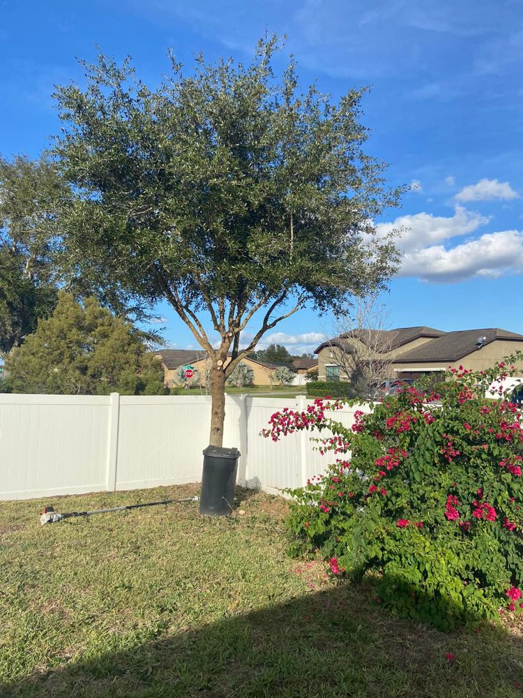 All Photos for Efficient and Reliable Tree Service in Lake Wales, FL