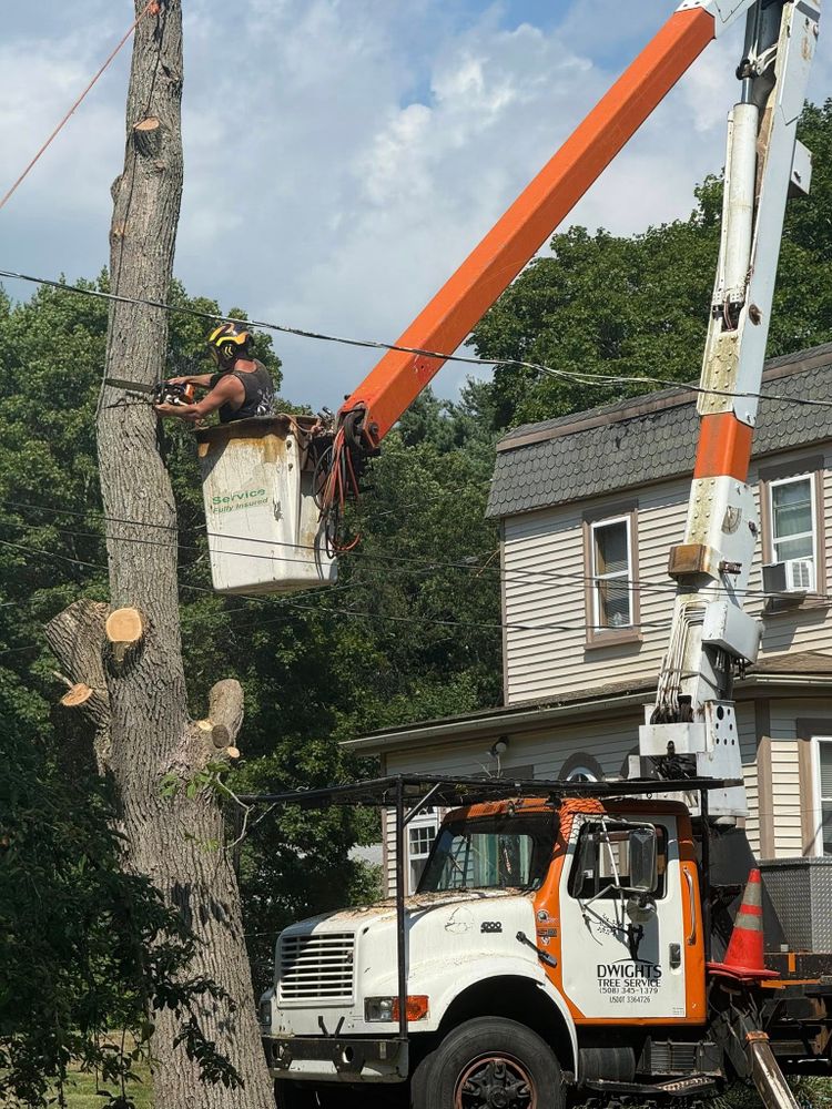 Tree Removal for Dwights Tree Service LLC in Middleborough, MA