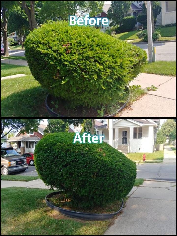 Revitalize your landscape with our expert shrub trimming service. Our team will shape and prune your shrubs to enhance their health and appearance, transforming your outdoor space into a beautiful oasis. for Details Premium Lawn Care and Snow Removal in Milwaukee, WI