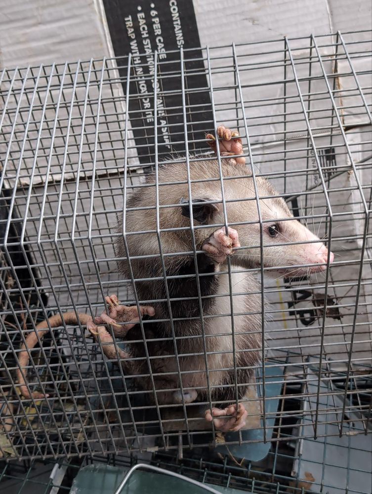 All Photos for Topper's Wildlife Removal in Addison, TX