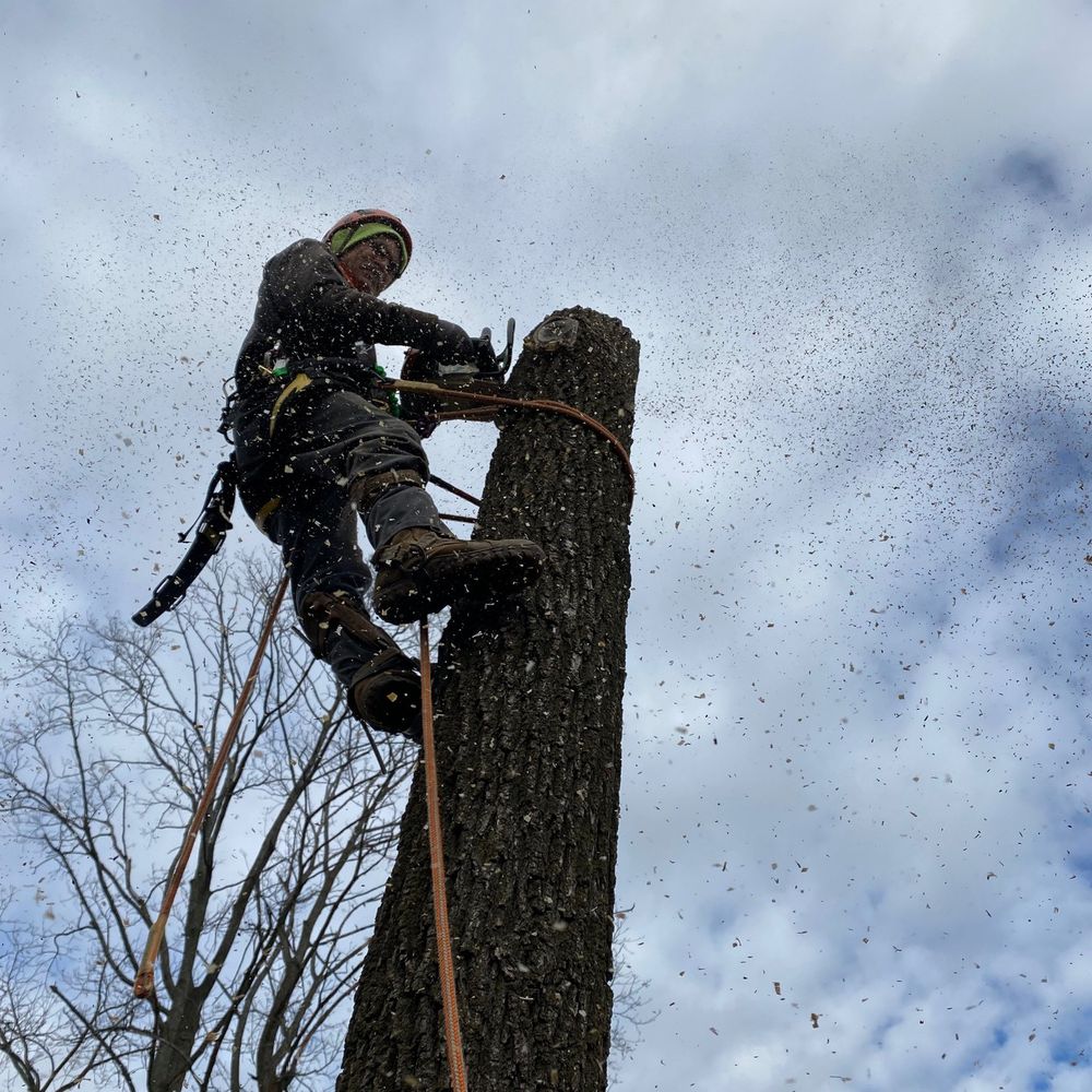 Tree Services for Moreno Landscaping in Mundelein, IL