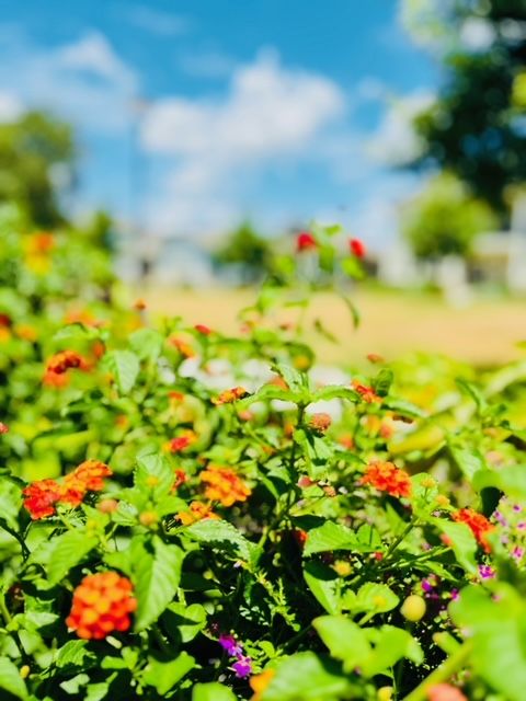 All Photos for Rustic Roots Landscaping in Austin, TX