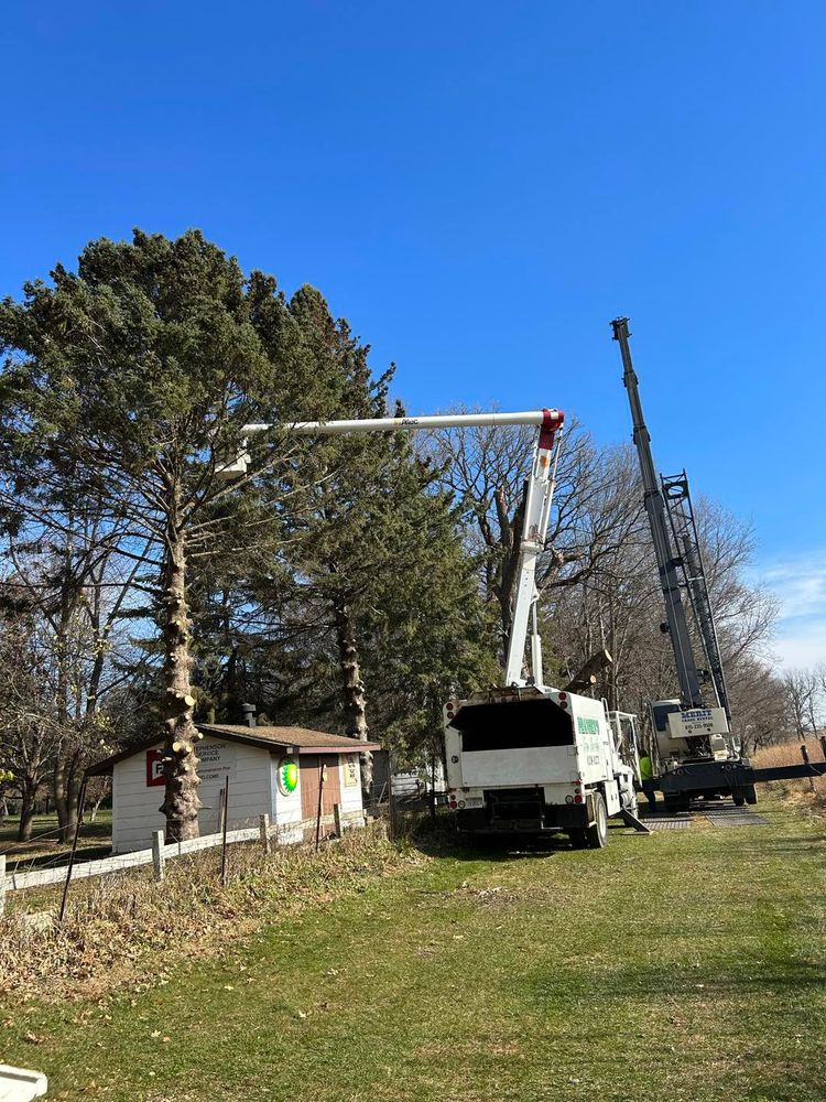 Tree Removal for Fransen's Tree Service  in Freeport, IL