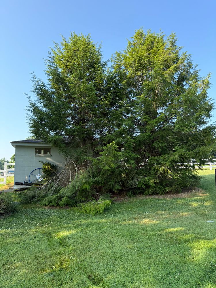 All Photos for Hunnicutt’s Tree Service L.L.C. in Monticello, IN