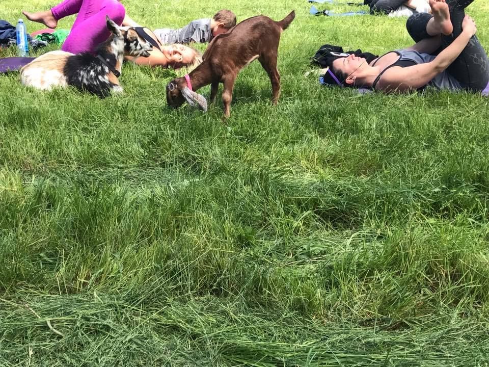 All Photos for Sam's Goatscapers of Boston in Boston, MA