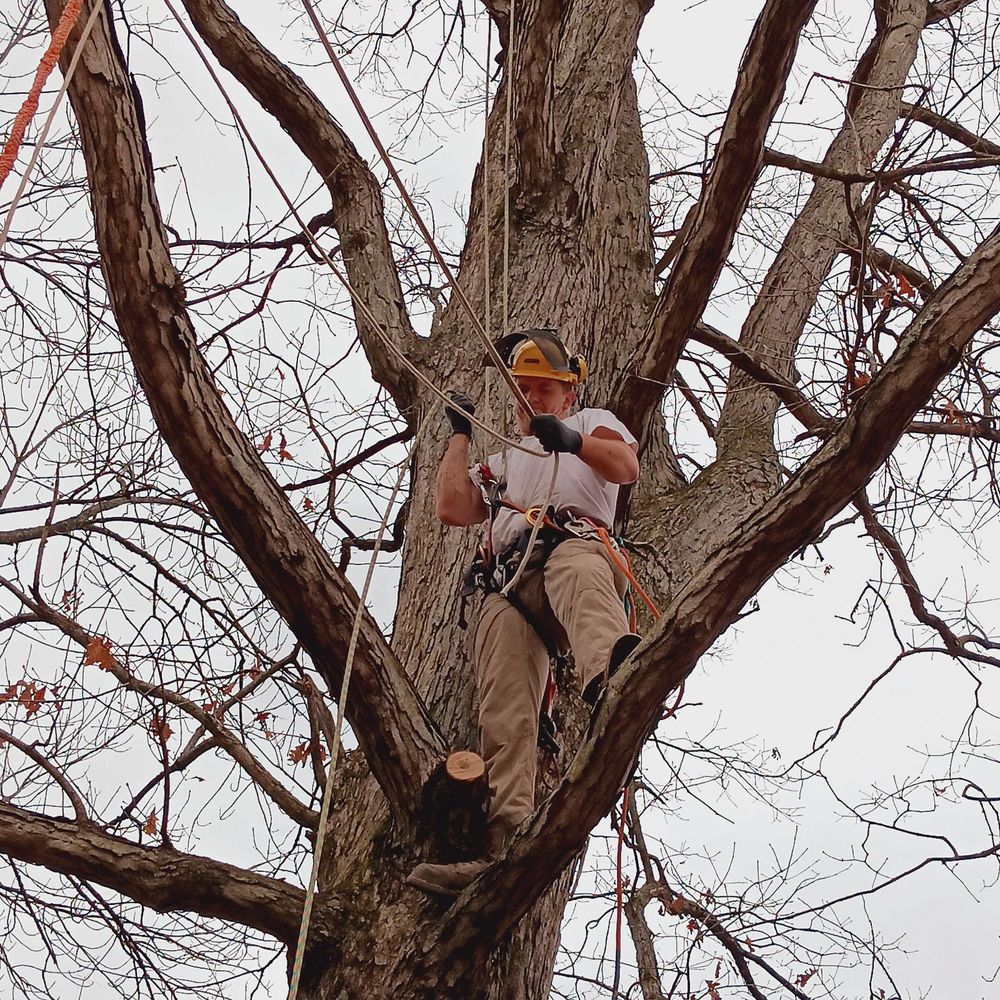 Affordable Tree Service TN team in White House, TN - people or person