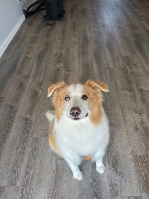All Photos for Tails By The Lake Grooming in Branson West, MO