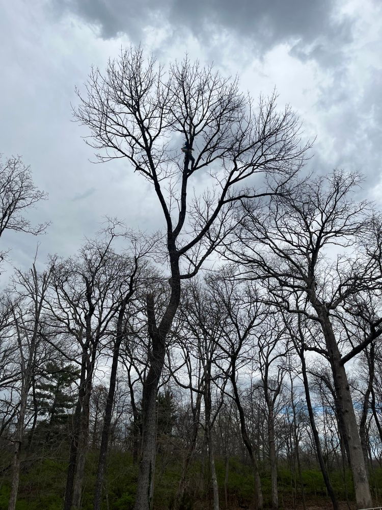 All Photos for Stinger Tree Service in Belleville, IL