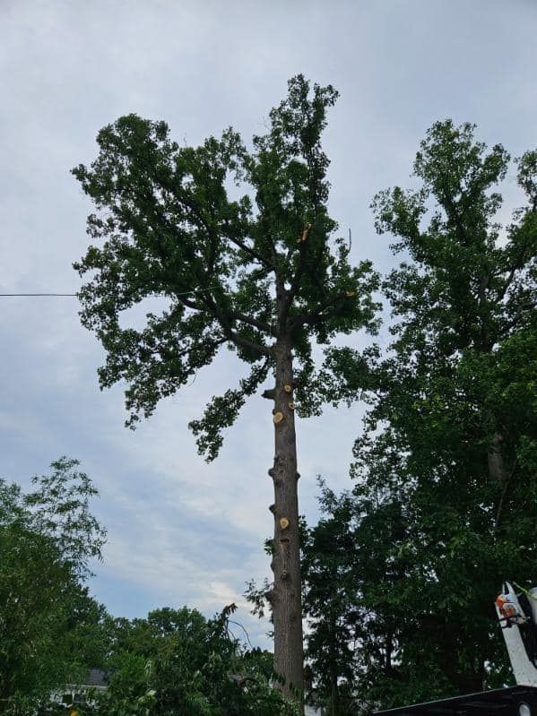 Tree Removal for Down To Earth Tree Service, LLC in Olmsted Falls, OH