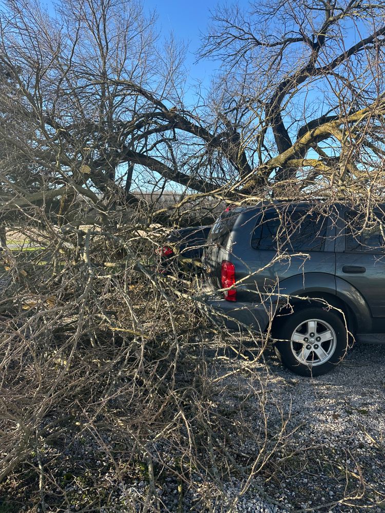 All Photos for Loockerman's Tree and Stump Removal in Dover, DE