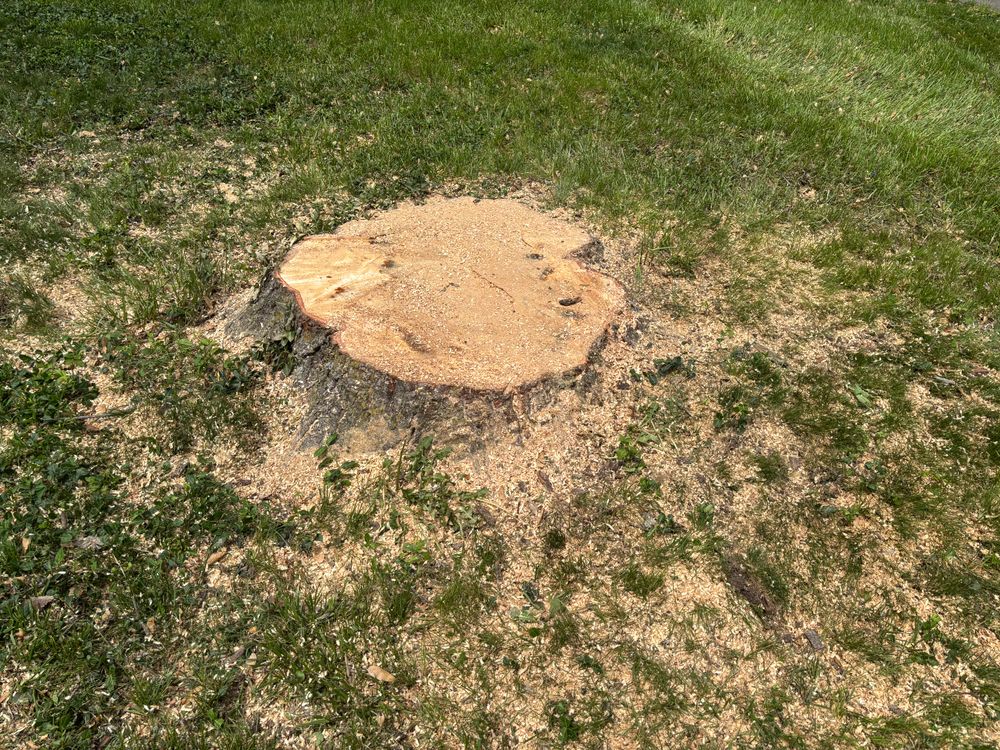 All Photos for Conrad's Stump Removal in Columbus, IN