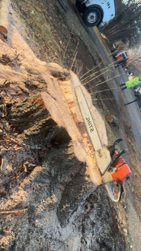 All Photos for Dwights Tree Service in Middleborough, MA