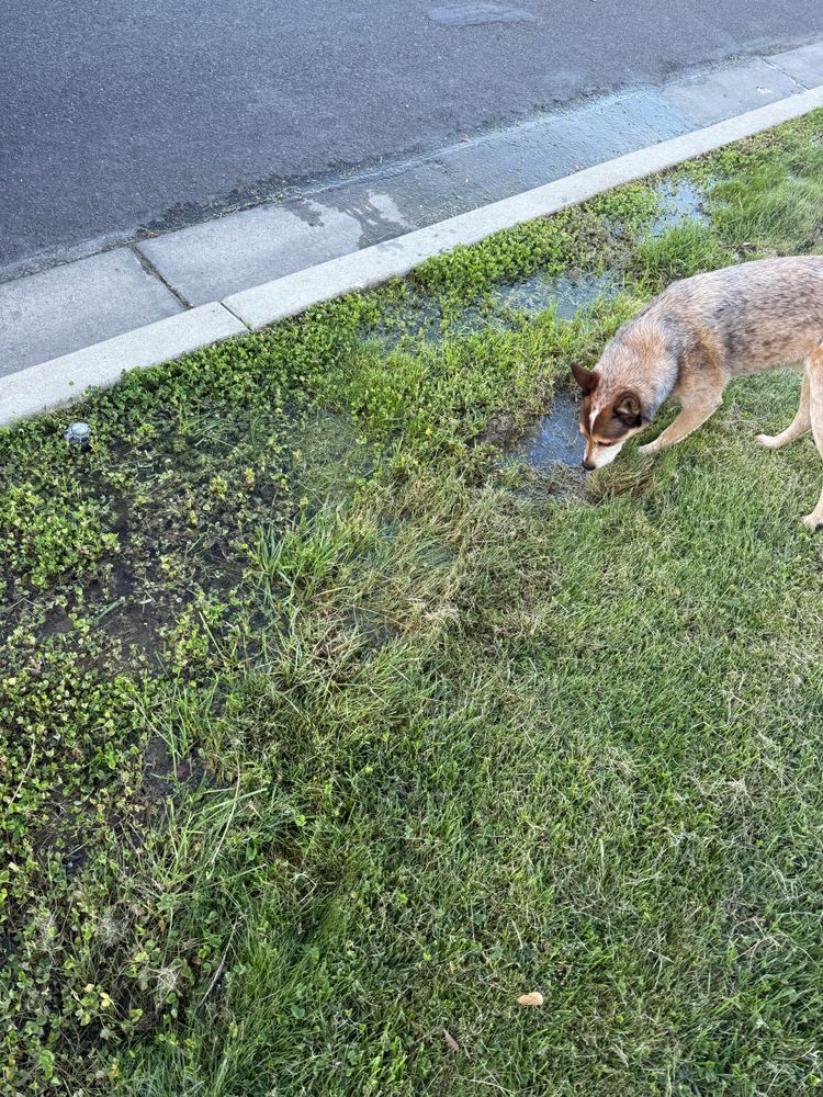 All Photos for Platinum Lawn Service in Santaquin, UT