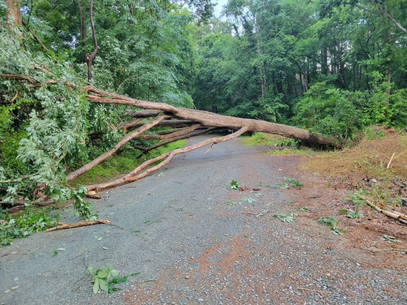 All Photos for Yardcall Solutions Tree & Landscaping Services in Durham, North Carolina