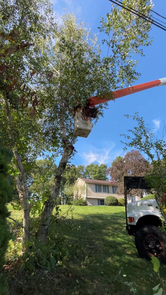 All Photos for Dwights Tree Service LLC in Middleborough, MA