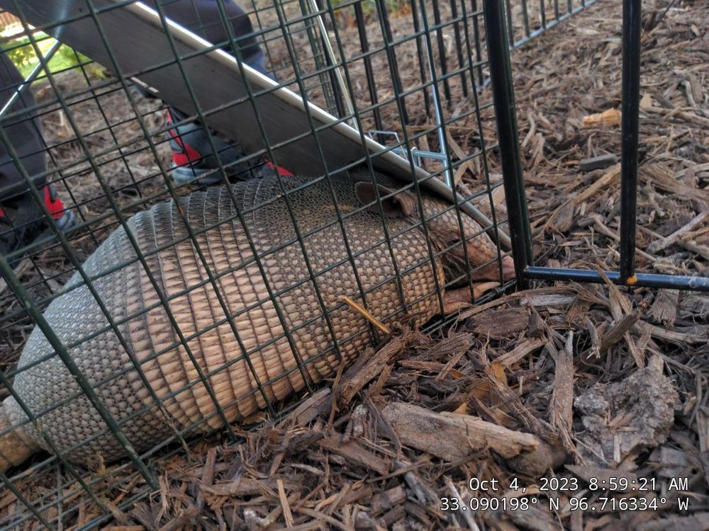 All Photos for Topper's Wildlife Removal in Garland, TX