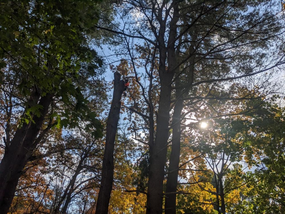 All Photos for Leaf and Limb in Townsend, MA