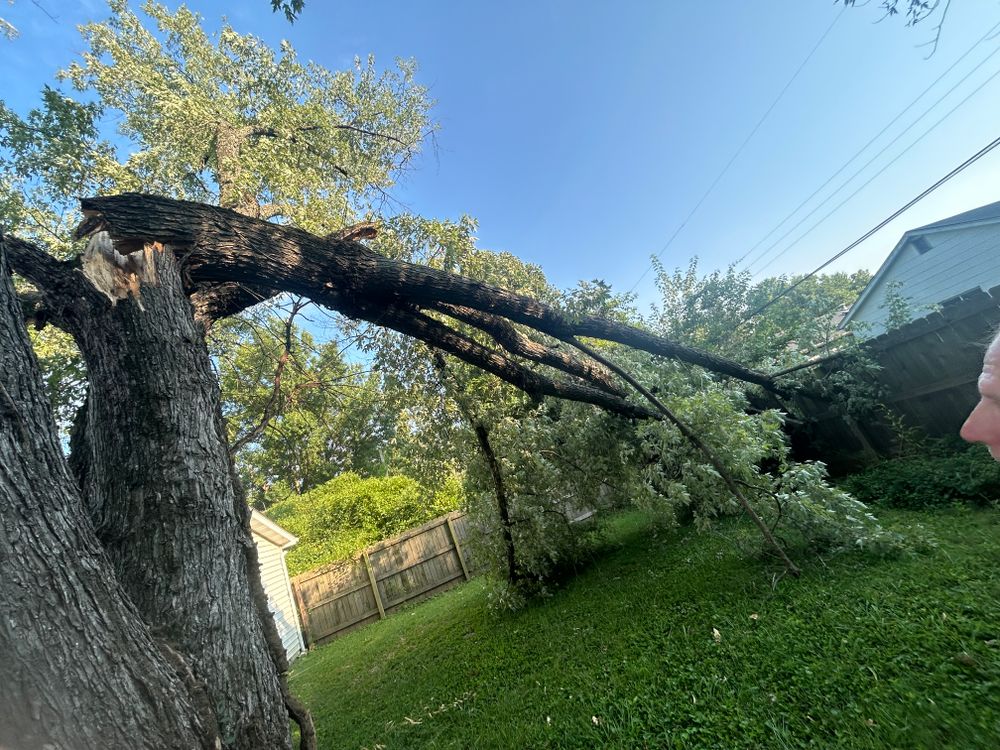 All Photos for Stinger Tree Service in Belleville, IL