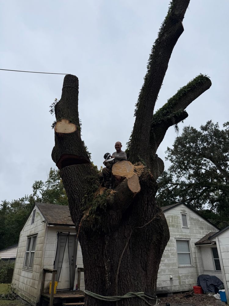 All Photos for Top Notch Tree Experts in Orange Park, FL