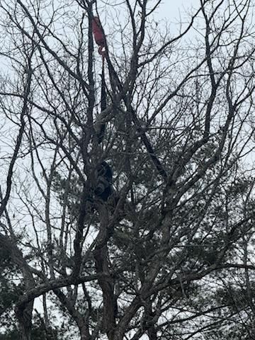 All Photos for Abair Tree Service in Weare, NH