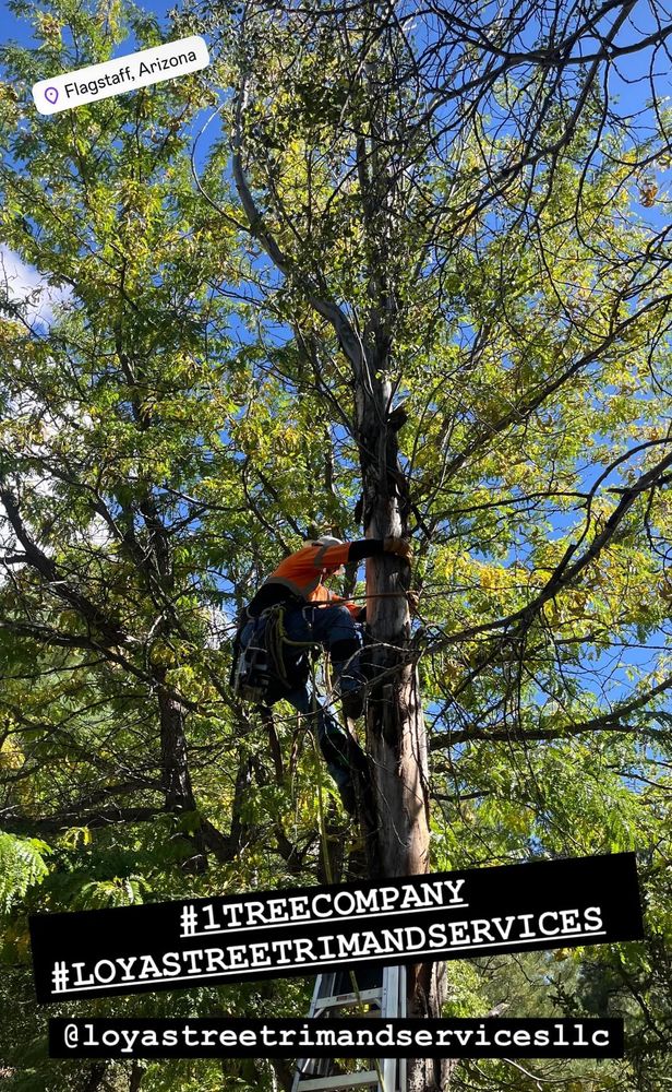 Tree Removal for Loya's Tree Trimming and Removal in Glendale, AZ