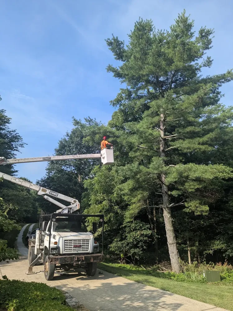 All Photos for Lightning Tree Service in Corydon, IN
