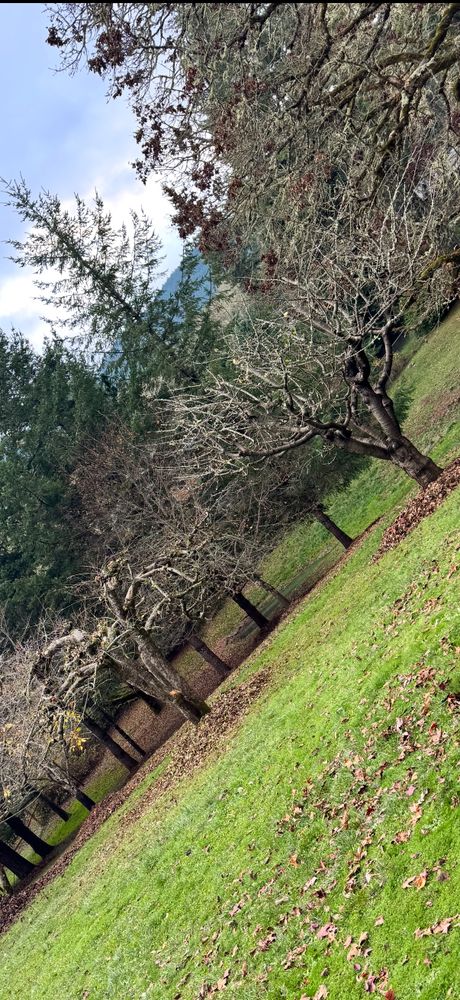 All Photos for Handy Hands Landscape in Corvallis, OR