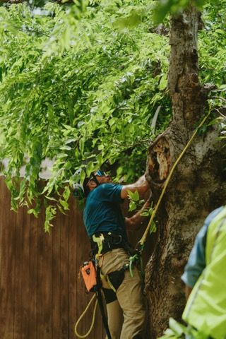 All Photos for Blu-J Tree Care in Arlington, TX
