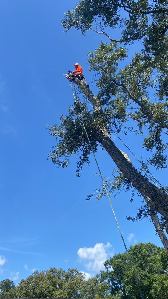 Fall and Spring Clean Up for Efficient and Reliable Tree Service in Lake Wales, FL