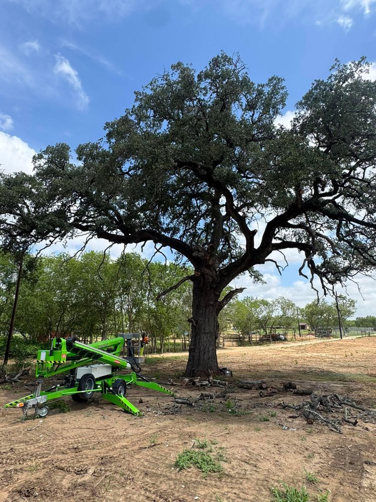 All Photos for Z’s Trees LLC in Grey Forest, TX