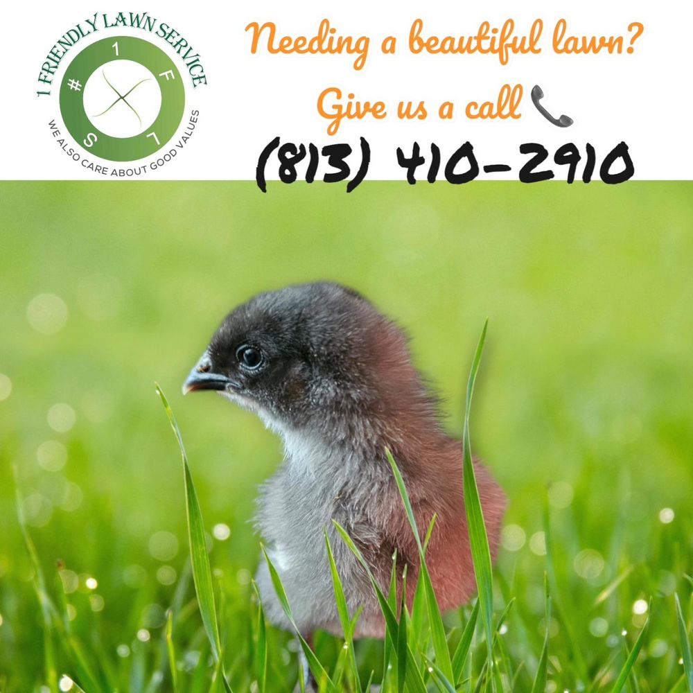 All Photos for 1 Friendly Lawn Service in Tampa, FL