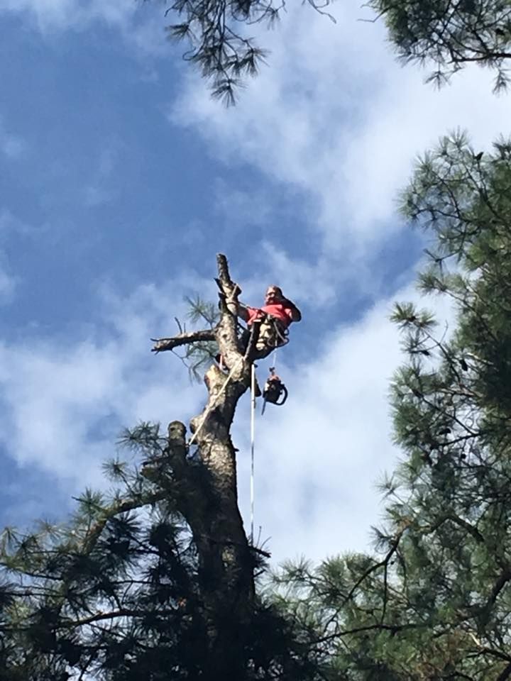 Tree Services for Leonard’s Tree Service in Toano, VA