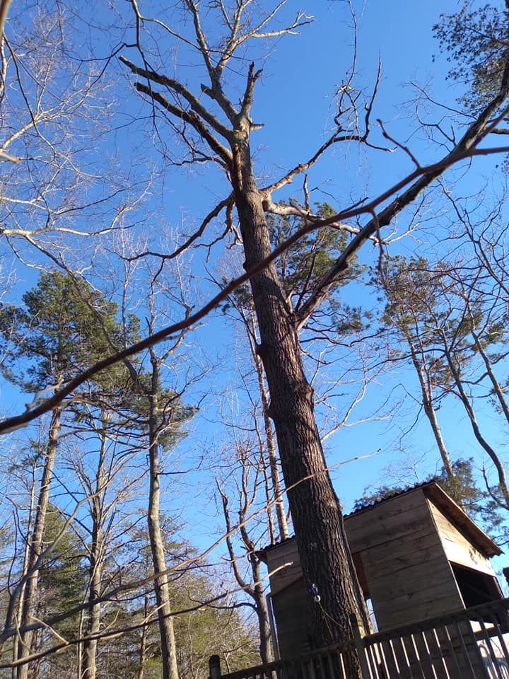 Tree Removal for Top Notch Lawn Care and Tree Removal in Mebane, NC