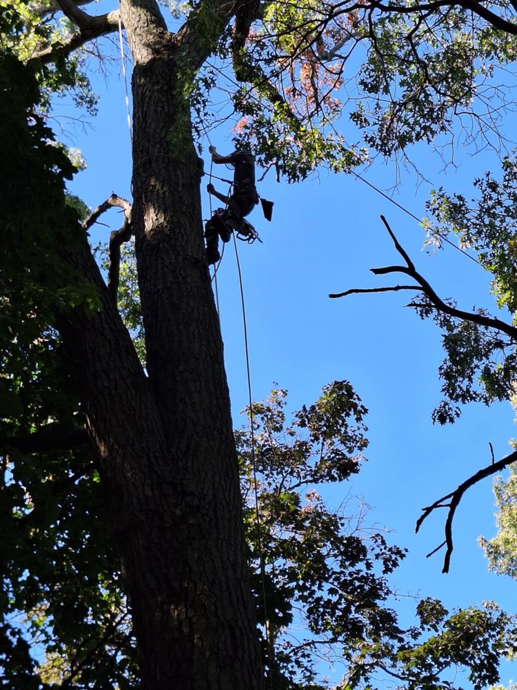 All Photos for Highborn Tree Service in Wheatfield, IN
