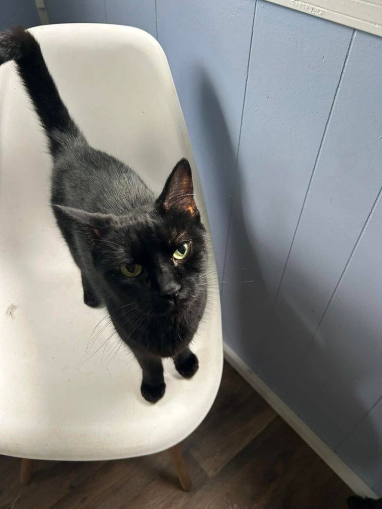 Animal Rescue Service for Sullivan Sanctuary of Maine in Brunswick, ME