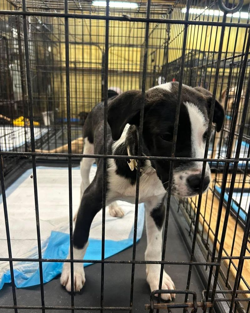 All Photos for Soapy Suds Services Georgia in Perry, GA