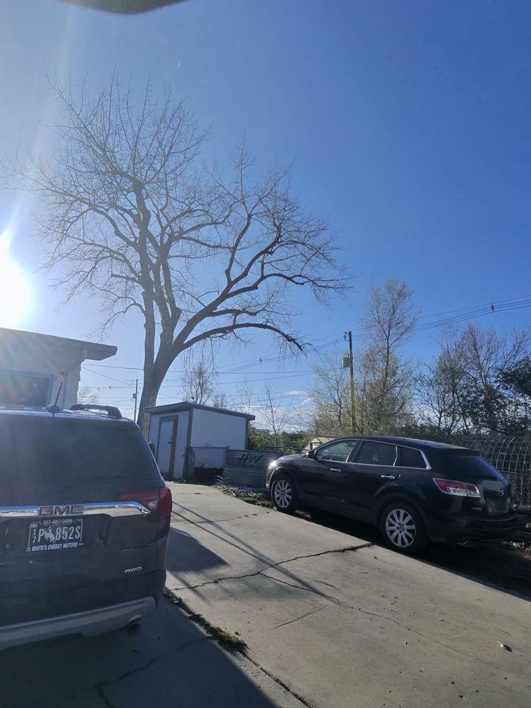All Photos for Elevated Tree Care in Gillette, WY