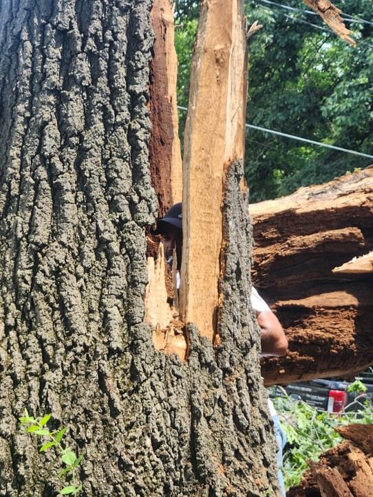 All Photos for Lawn Ranger Yard And Tree Service LLC in Ottumwa, IA