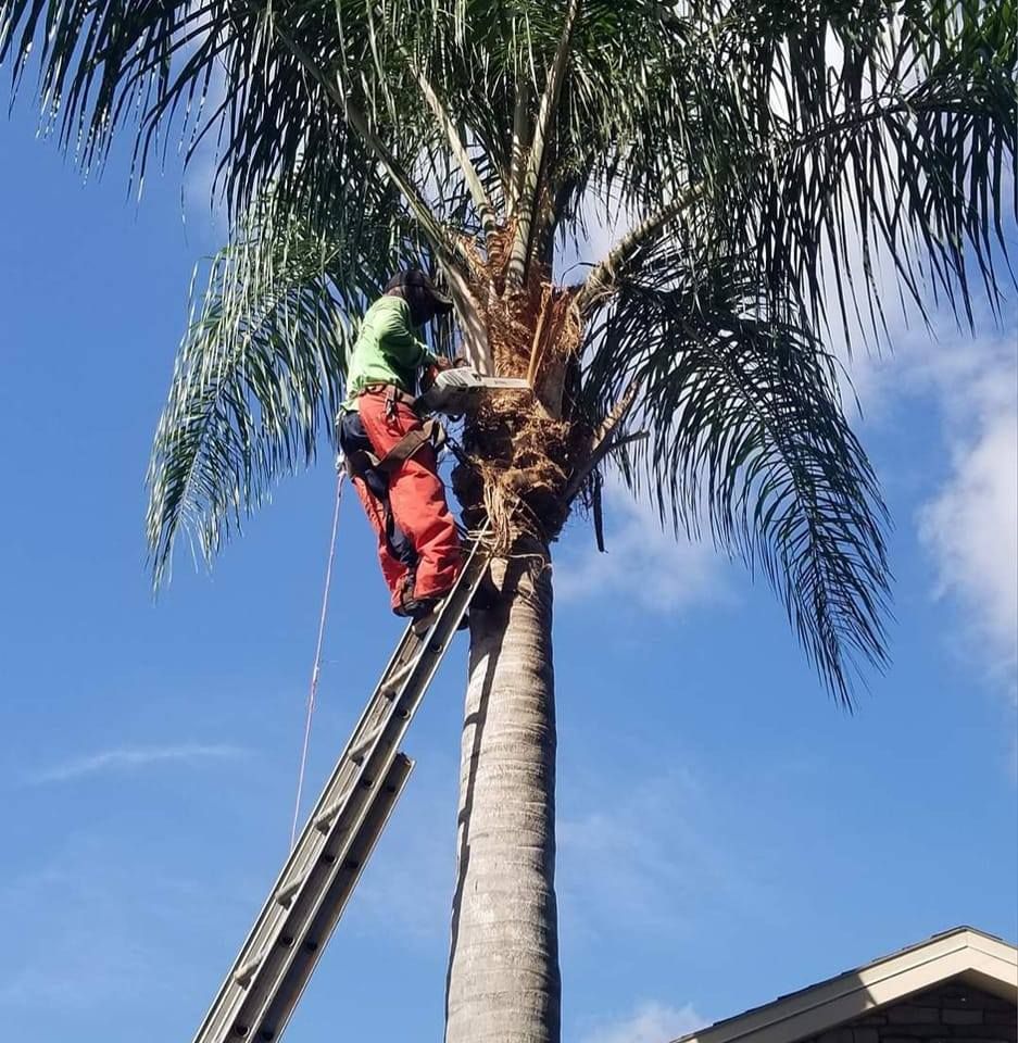 Landscaping for Tezna Landscaping, Trees & Pavers in Valrico, FL
