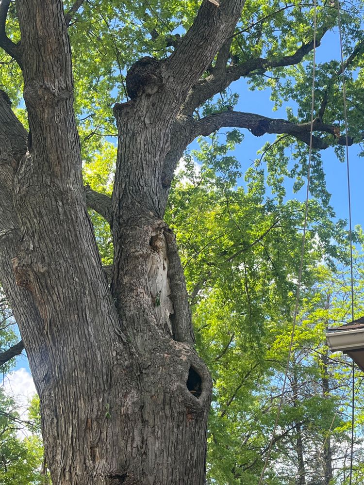 All Photos for K and Z Tree Care in Isanti County, MN