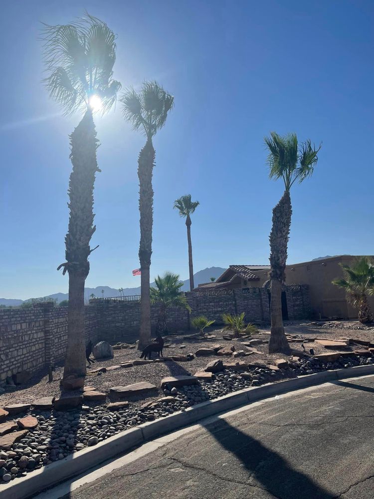 Tree Removal for Oliver L. Palm & Tree services in Yuma County, AZ