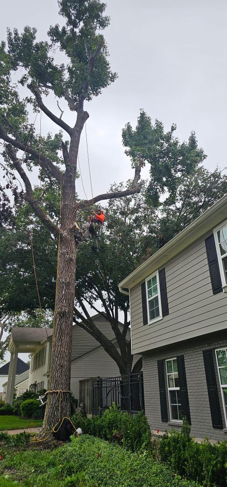 All Photos for Servin's Tree Care  in Houston, TX