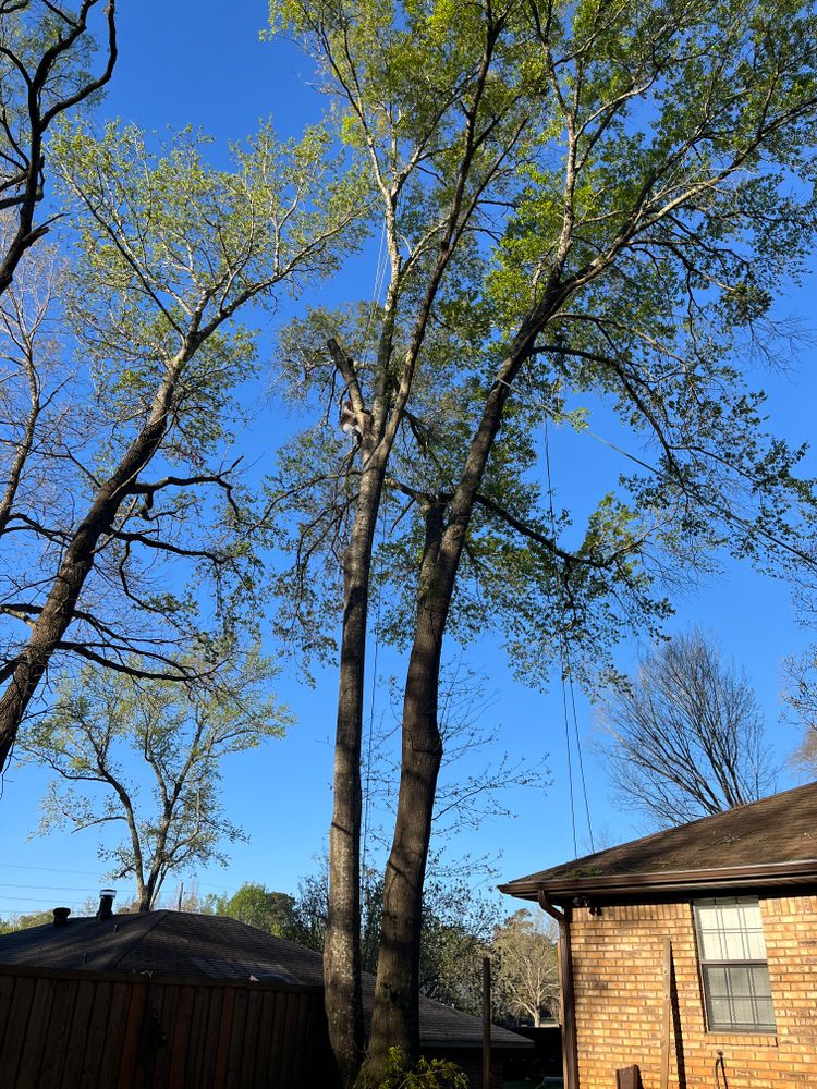 All Photos for JC Land and Tree Service in Kilgore, TX