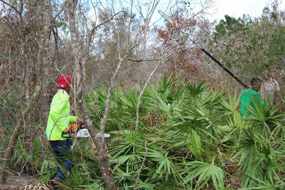 All Photos for American Tree Masters in Alvin, TX