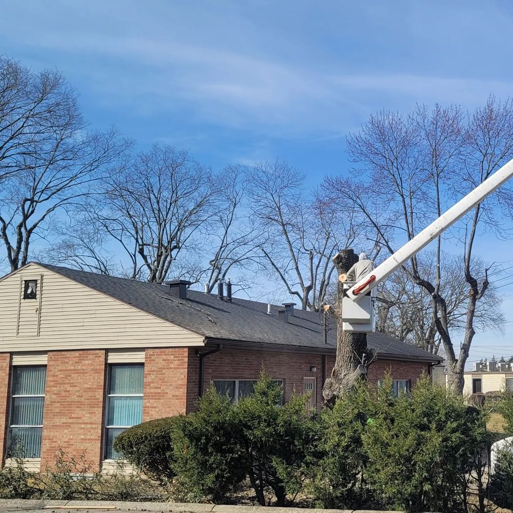 Tree Trimming and Removal for F & F Tree Service in Beavercreek, OH