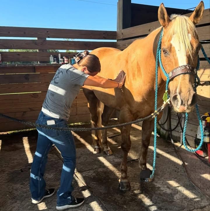 All Photos for Florida Native Equestrian Development in Central Florida, FL
