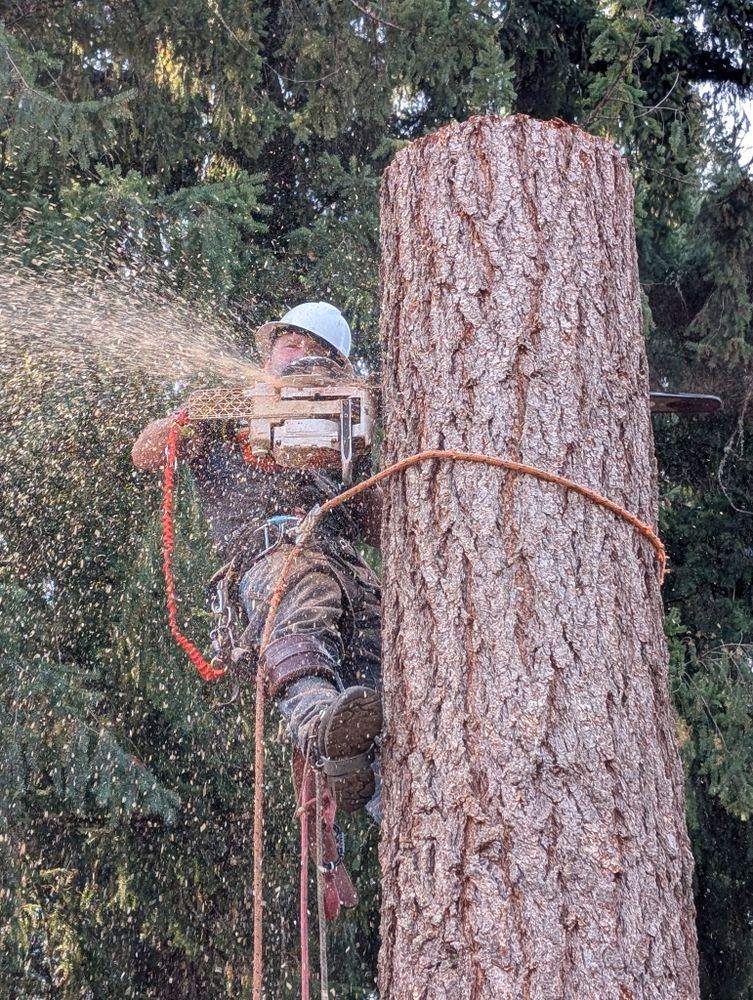All Photos for Clippys Tree Pros in Stayton, OR