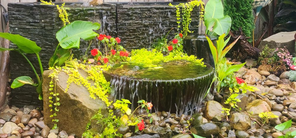 All Photos for Freeland's Water Gardens in Clarksburg, WV