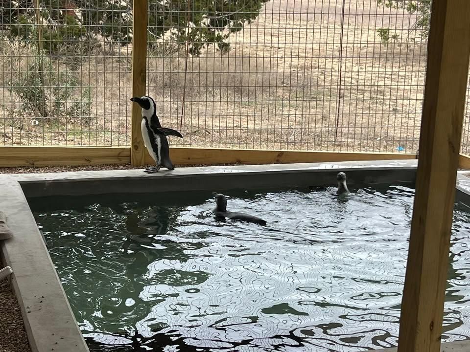 All Photos for Merino Concrete Construction LLC in Liberty Hill, TX