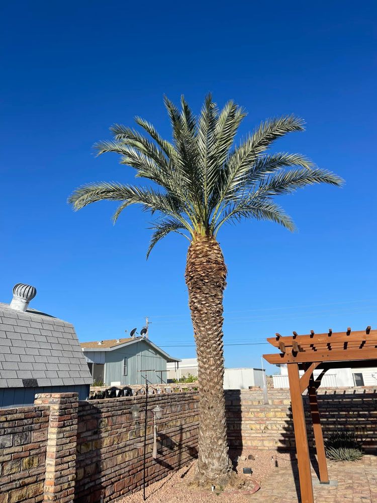 All Photos for Oliver L. Palm & Tree services in Yuma County, AZ